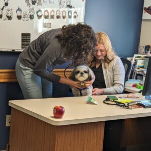 a veterinarian listening to a patients heart with a stethoscope